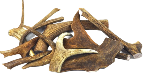 Can Antlers Make Dogs Sick - Are they Safe at all? Find out now!