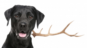 can antlers make dog sick