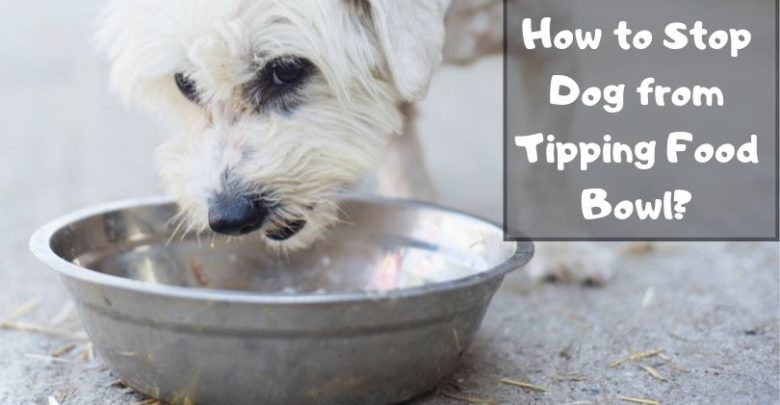 How to Stop Dog from Tipping Food Bowl