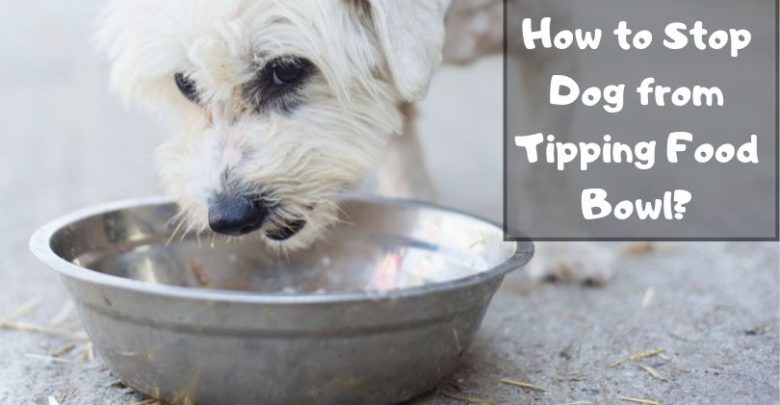 How To Stop Dog From Tipping Food Bowl