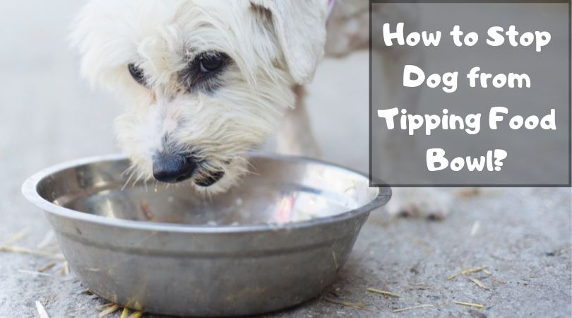 How To Stop Dog From Tipping Food Bowl