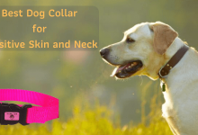 Dog Collar for Sensitive Skin and Neck