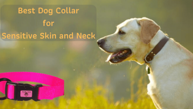 Dog Collar for Sensitive Skin and Neck