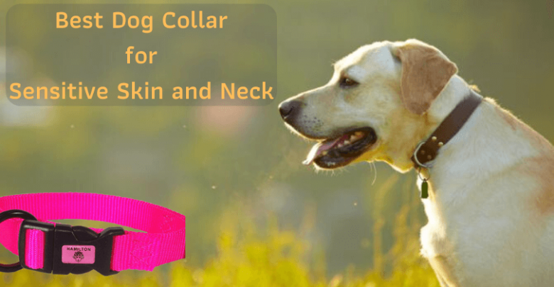 best dog collar for sensitive neck