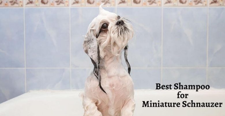 Best Shampoo for Miniature Schnauzer