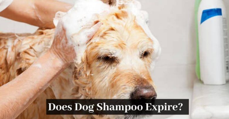 Does Dog Shampoo Expire