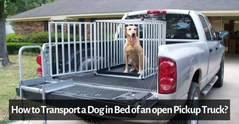 How to Transport a Dog in Bed of an open Pickup Truck