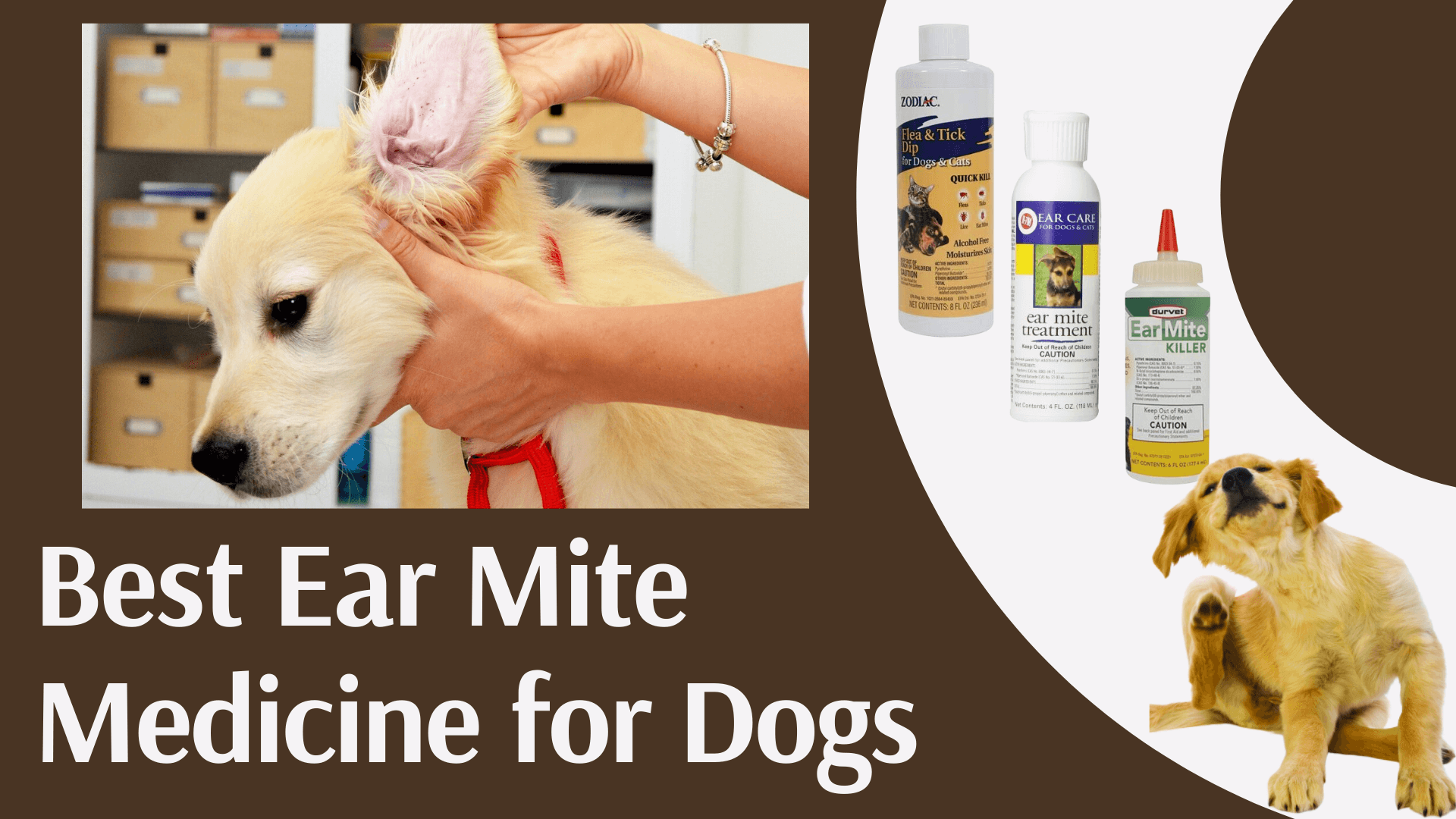 Best Ear Mite Medicine for Dogs 2019 Ease that Itch with