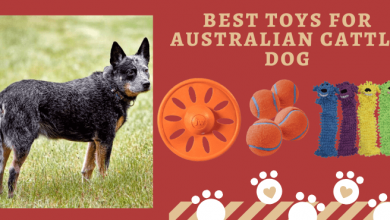 toys for Australian cattle dog