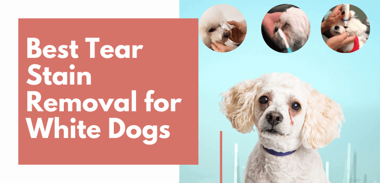 Tear Stain Removal for White Dogs