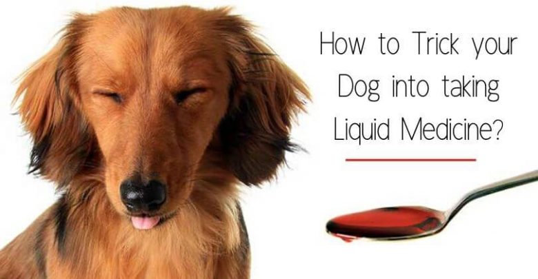 How to Trick your Dog into taking Liquid Medicine