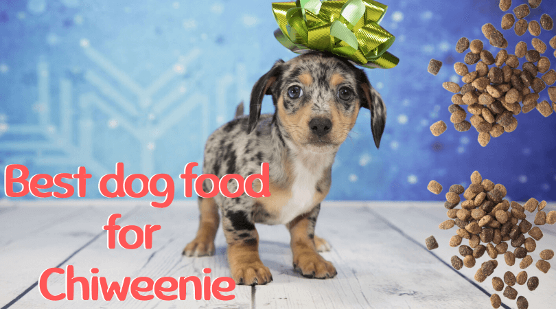 what is the best dog food for a chiweenie