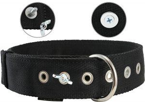 best dog collar for tie out