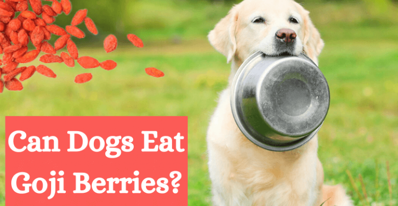 Can dogs eat goji berries
