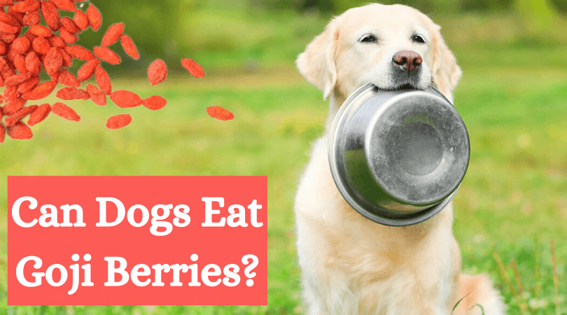 can dogs eat goji berries