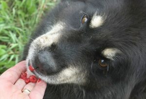 dogs and goji berries