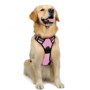 best collar for tie out