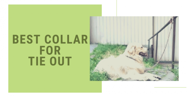 collar for tie out