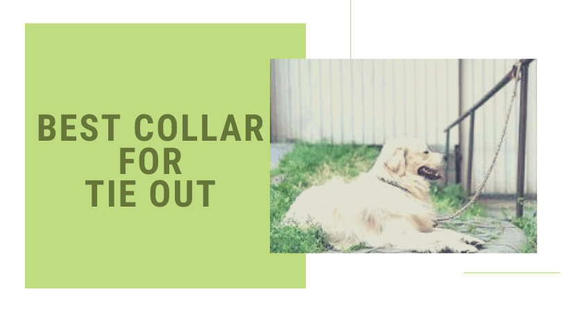 Best collar for tie out – Here are the 