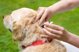 reapply flea treatment early