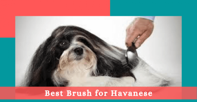 Best Brush for Havanese