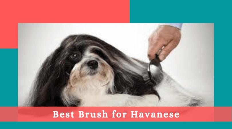 best grooming brush for havanese