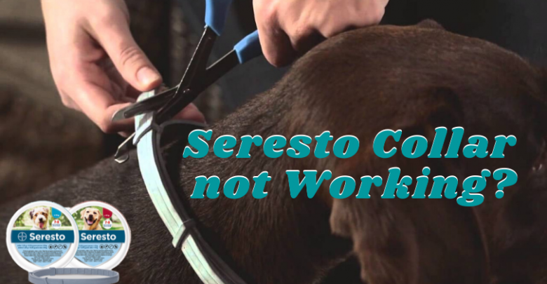 Seresto Collar not Working