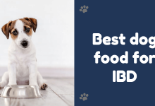 Best dog food for IBD