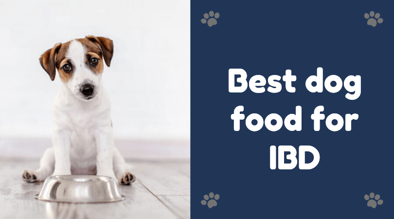 safest healthiest dog food