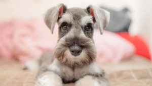 About the mini schnauzer