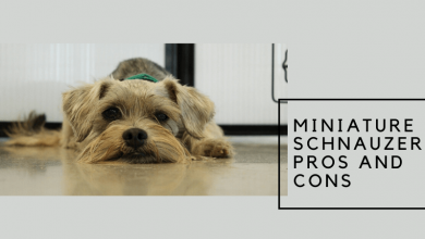 Miniature schnauzer pros and cons