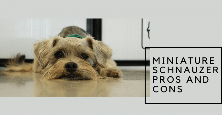 Miniature schnauzer pros and cons