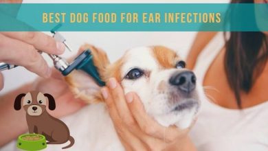 Best dog food for ear infections