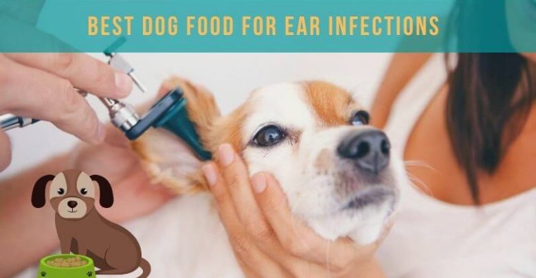 Best dog food for ear infections