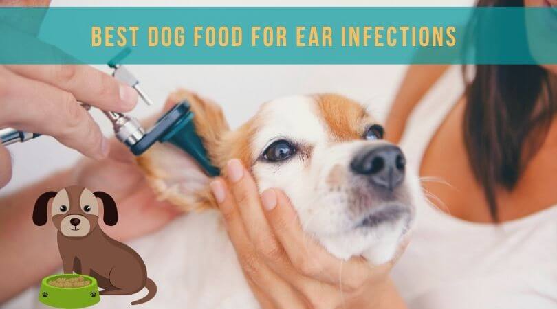 Best dog food for ear infections Reviews and buying