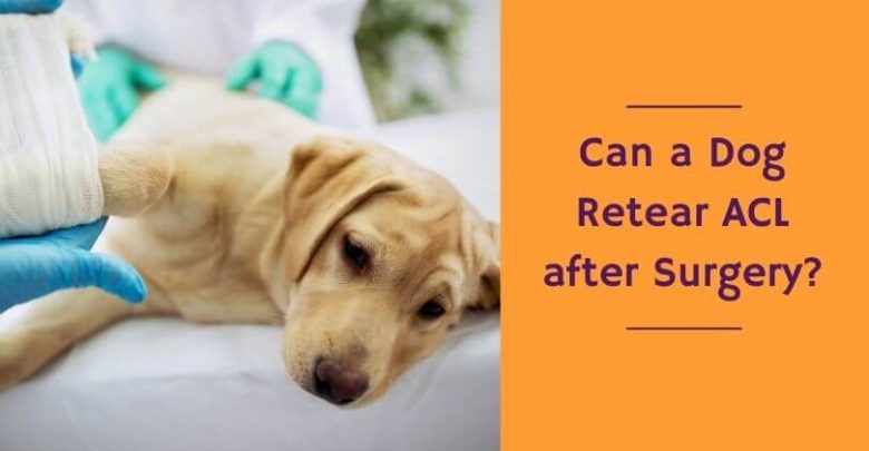 Can a dog retear ACL after surgery