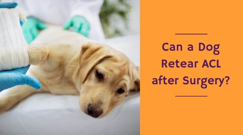 Can A Dog Retear Acl After Surgery? Facts About Acl Repair In Pets