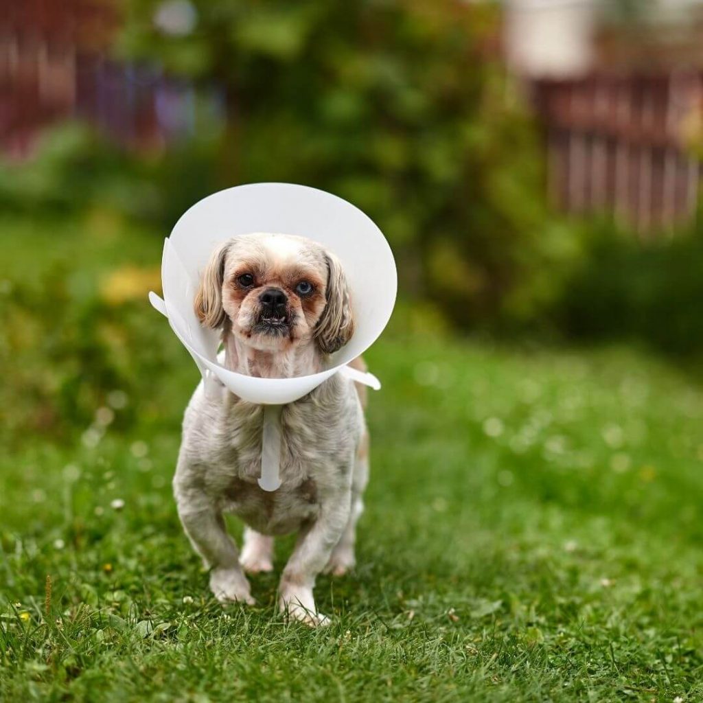 can-a-dog-retear-acl-after-surgery-facts-about-acl-repair-in-pets