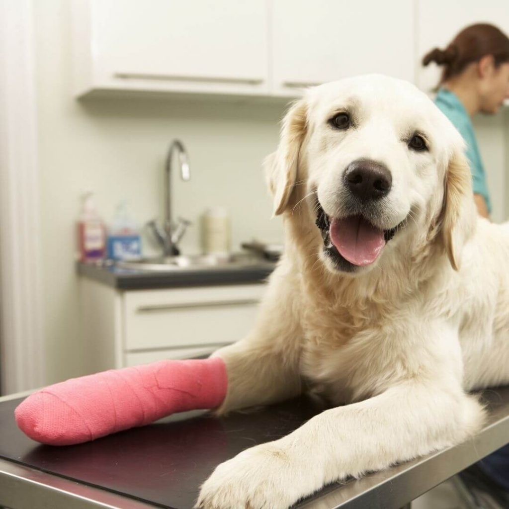 can-a-dog-retear-acl-after-surgery-facts-about-acl-repair-in-pets