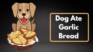 Dog Ate Garlic Bread
