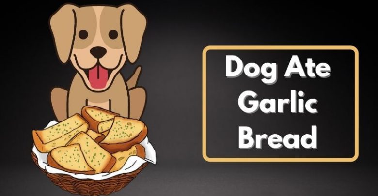 Dog Ate Garlic Bread