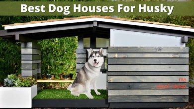 Best Dog Houses For Husky (1)