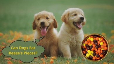 Can Dogs Eat Reese’s Pieces