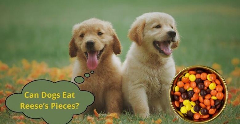 Can Dogs Eat Reese’s Pieces