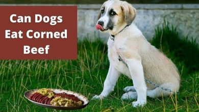 Can dogs eat corned beef (1)