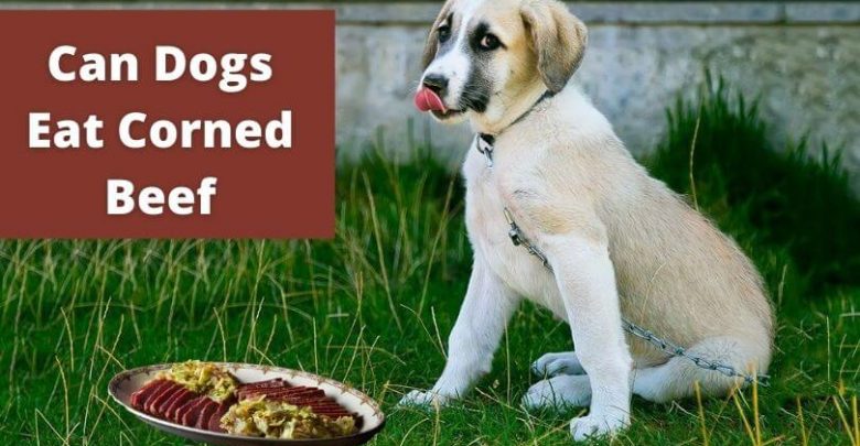 Can dogs eat corned beef (1)