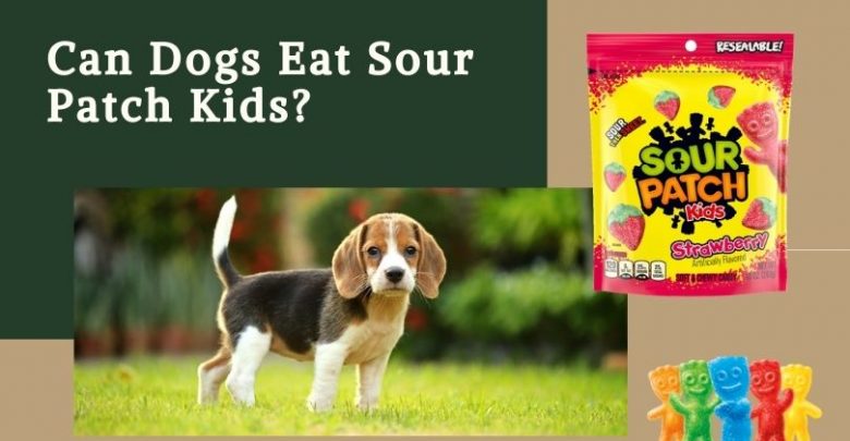 Can Dogs Eat Sour Patch Kids?