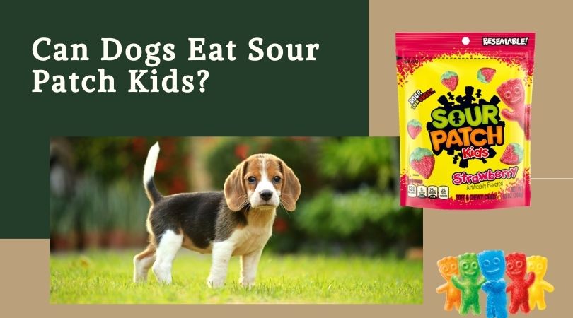 Can dogs eat Sour Patch Kids – Canine food advice from experts