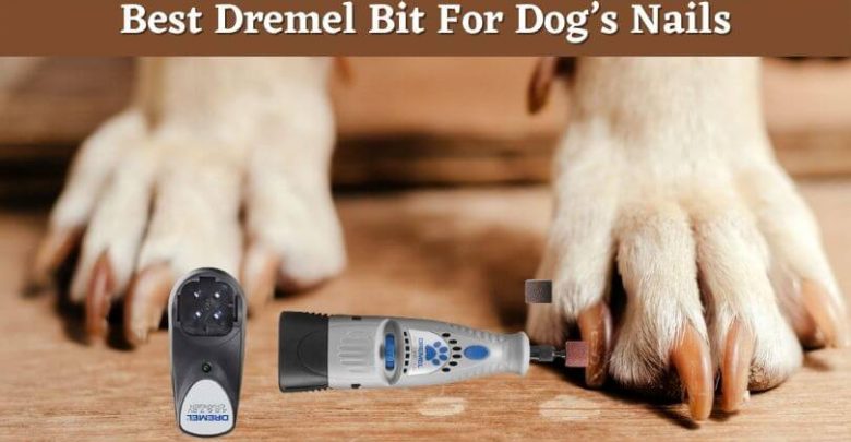 Best Dremel Bit For Dog’s nails