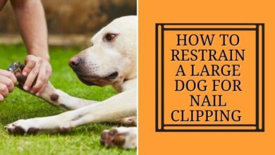 How To Restrain A large Dog For Nail Clipping